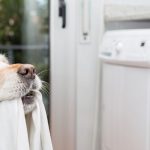 washing dog blanket