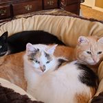 several cats laying down in cat bed