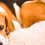 How many beds should my pet have?