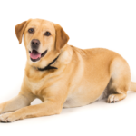 Labrador dog laying down looking up