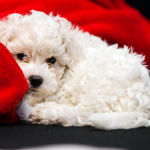 Bichon Frise with red blanket