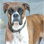 Boxer dog with white chest wearing a collar
