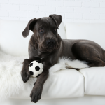 Cane Corso on sofa with small ball