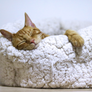 Cat fast asleep in a cat bed