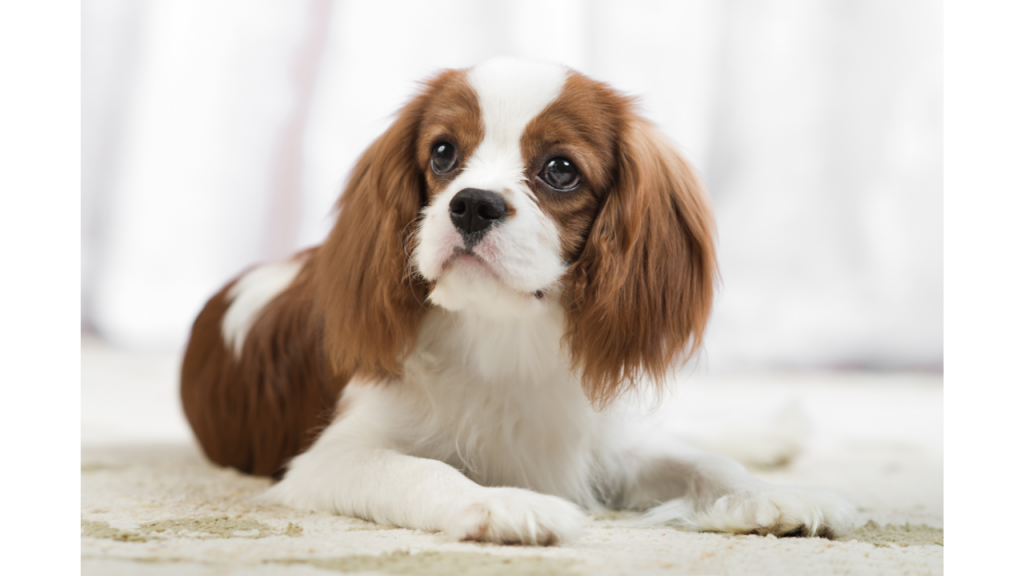 Best pet bed for Cavalier King Charles Spaniel Best Pets Beds
