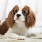 Cavalier King Charles Spaniel