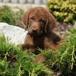 Chesapeake Bay Retriever