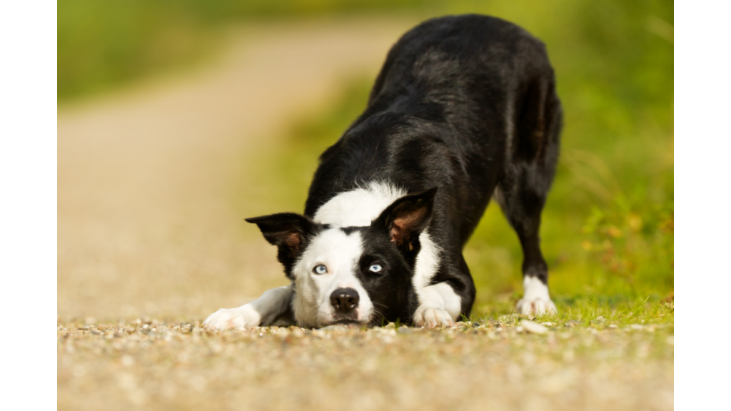 Best pet bed for Collie Best Pets Beds