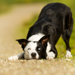 Collie dog with chin on the ground