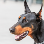 photo of a Doberman Pinscher