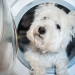 Dog sitting in washing machine