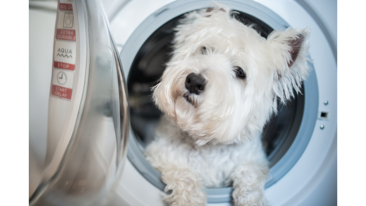 Dog sitting in washing machine