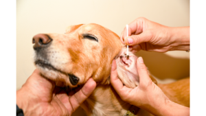 Dog having ears examined