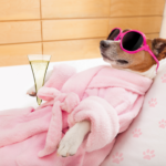 Dog relaxing on a bed wearing sunglasses with a glass of champagne