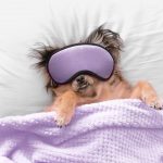 Dog relaxing in bed wearing eye mask
