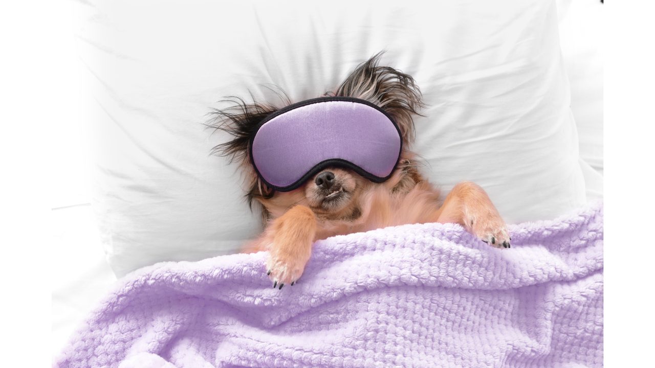 Dog relaxing in bed wearing eye mask