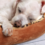 Dog sleeping in pet bed