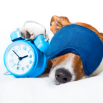Dog sleeping wearing eye mask