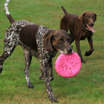 German Shorthaired Pointer with Frisbee
