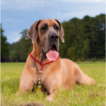 Great Dane laying down on grass