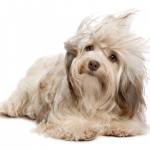 Havanese dog