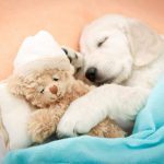 Best pet bed for Labrador Retriever