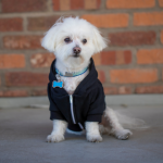 Maltese dog wearing zipped jacket/coat