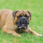 Mastiff dog