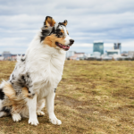 Miniature American Shepherd sat in grassy fields