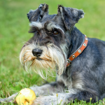 Miniature Schnauzer