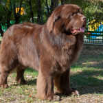 Newfoundland dog standing under trees