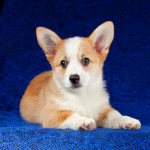 Pembroke Welsh Corgi on blue material