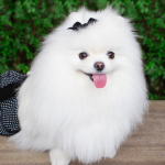 Pomeranian dog