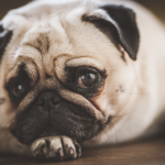 Best pet bed for Pug