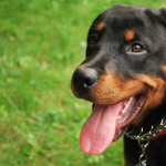 Rottweiler dog