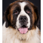 Saint Bernard