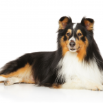 Shetland Sheepdog