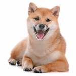 Shiba Inu