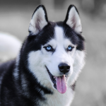 Siberian Husky with blue eyes