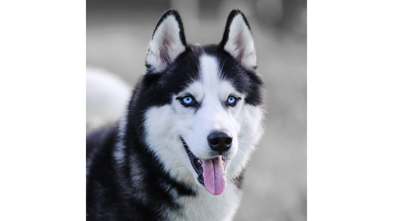 Siberian Husky with blue eyes