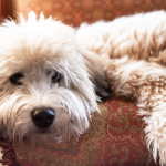 Soft-Coated Wheaten Terriers