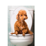 How to clean dog poop out of a dog bed