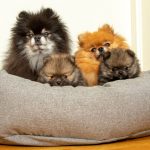 four small dogs sharing small dog bed