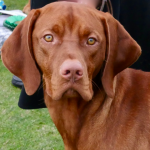 Vizsla dog