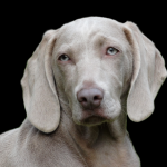 photo of a Weimaraner dog