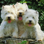 Three West Highland White Terrier sitting together