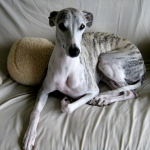 Whippet laying on sofa