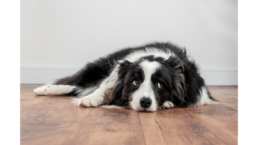 Best dog beds for large dogs with anxiety Best Pets Beds