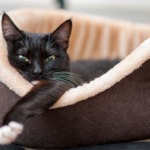 How to choose the best cat bed?