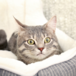 cat in cat bed peering up